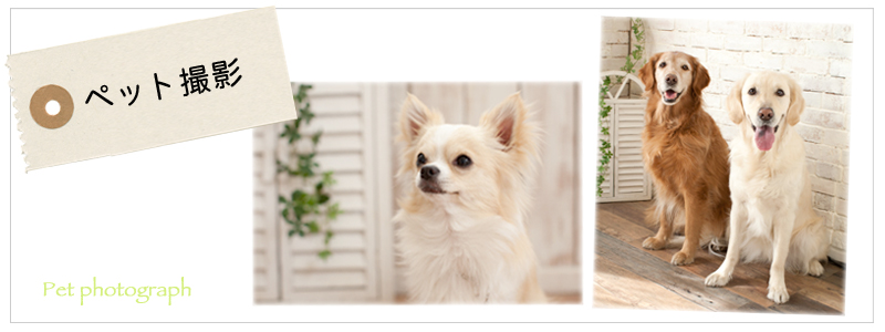 ペット フォトスタジオ ケークリッブ 埼玉県越谷市